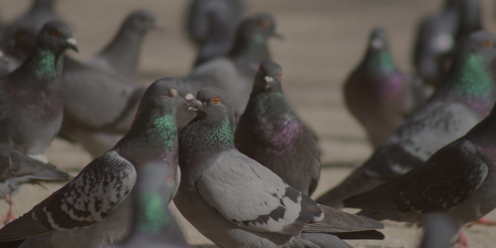 BP Falconry - Pigeons