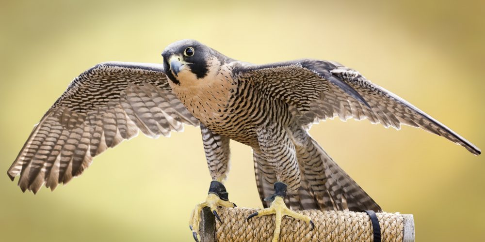 BP Falconry - Peregrine Falcon