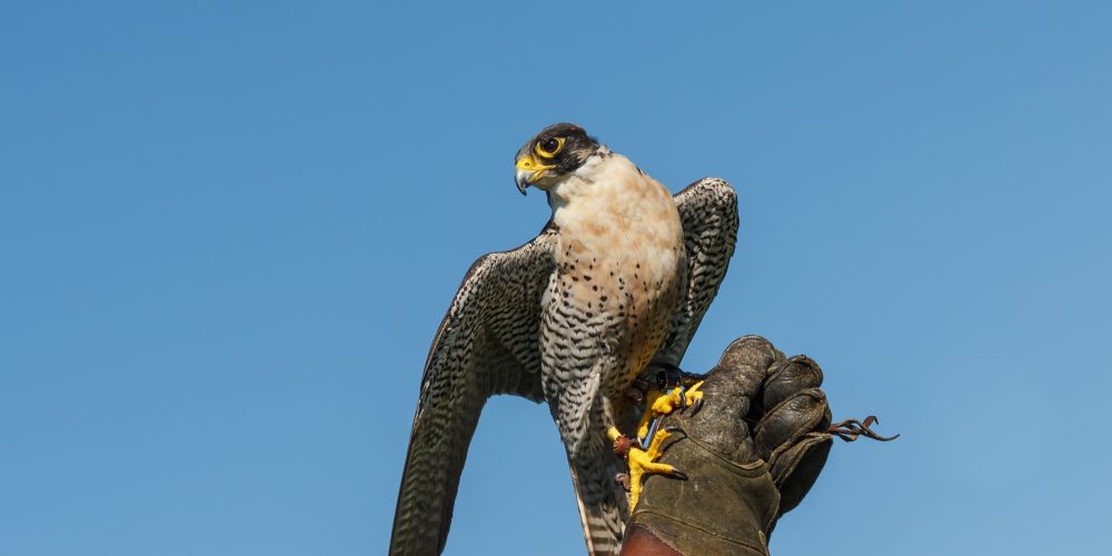 BP Falconry - Falcons