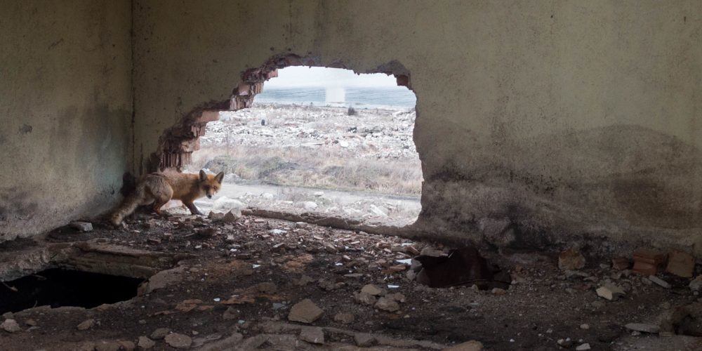 Fox in an abandoned factory building