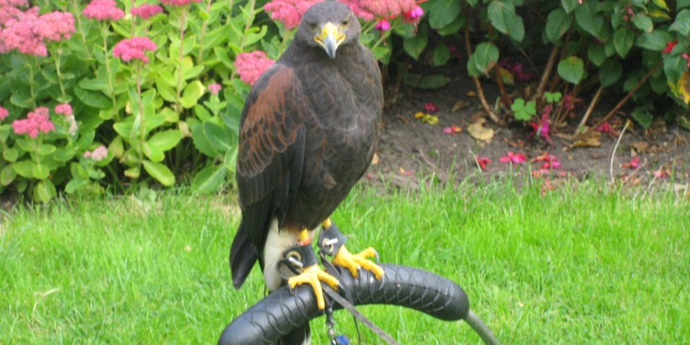 BP falconry & pest Control - Falconry